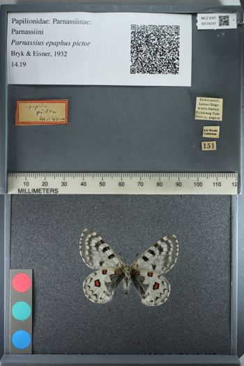 Media type: image;   Entomology 174747